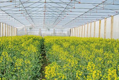 主要經(jīng)營(yíng)油菜與水稻種子，油菜品種有常油雜61，常油雜69，常油雜72號(hào)